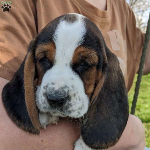 Marly, Basset Hound Puppy